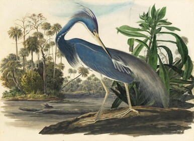 Tricolored Heron, by the legendary John James Audubon. (National Audubon Society)
