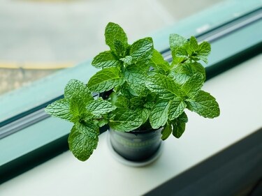Parsley, mint, chives: Herbs an absolute necessity when it comes to kitchen plants. On the sunny side of your kitchen, you can keep basil and rosemary while on the darker side you can grow fussy herbs such as parsley, mint, and chives. (Unsplash) Parsley, mint, chives: Herbs an absolute necessity when it comes to kitchen plants. On the sunny side of your kitchen, you can keep basil and rosemary while on the darker side you can grow fussy herbs such as parsley, mint, and chives. (Unsplash)