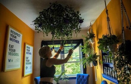 Rachel Berry, in New York City since 2004 from Laurel, Maryland, shows her kitchen decorated with her graphic designs and plants, Monday, July 6, 2020, in New York. (AP) Rachel Berry, in New York City since 2004 from Laurel, Maryland, shows her kitchen decorated with her graphic designs and plants, Monday, July 6, 2020, in New York. (AP)