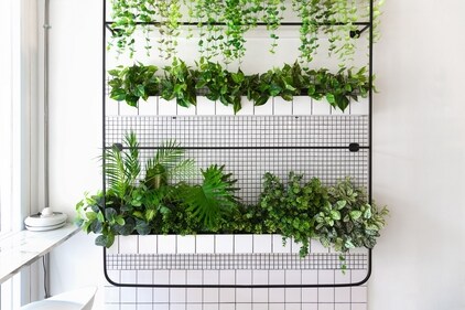 Create a herb plant wall in the kitchen (Shutterstock) Create a herb plant wall in the kitchen (Shutterstock)