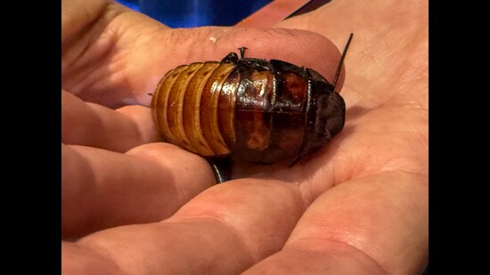 Docile, distinctive and easy to handle, the Madagascar hissing cockroach is a favourite in Hollywood. (Sonia Nazareth)