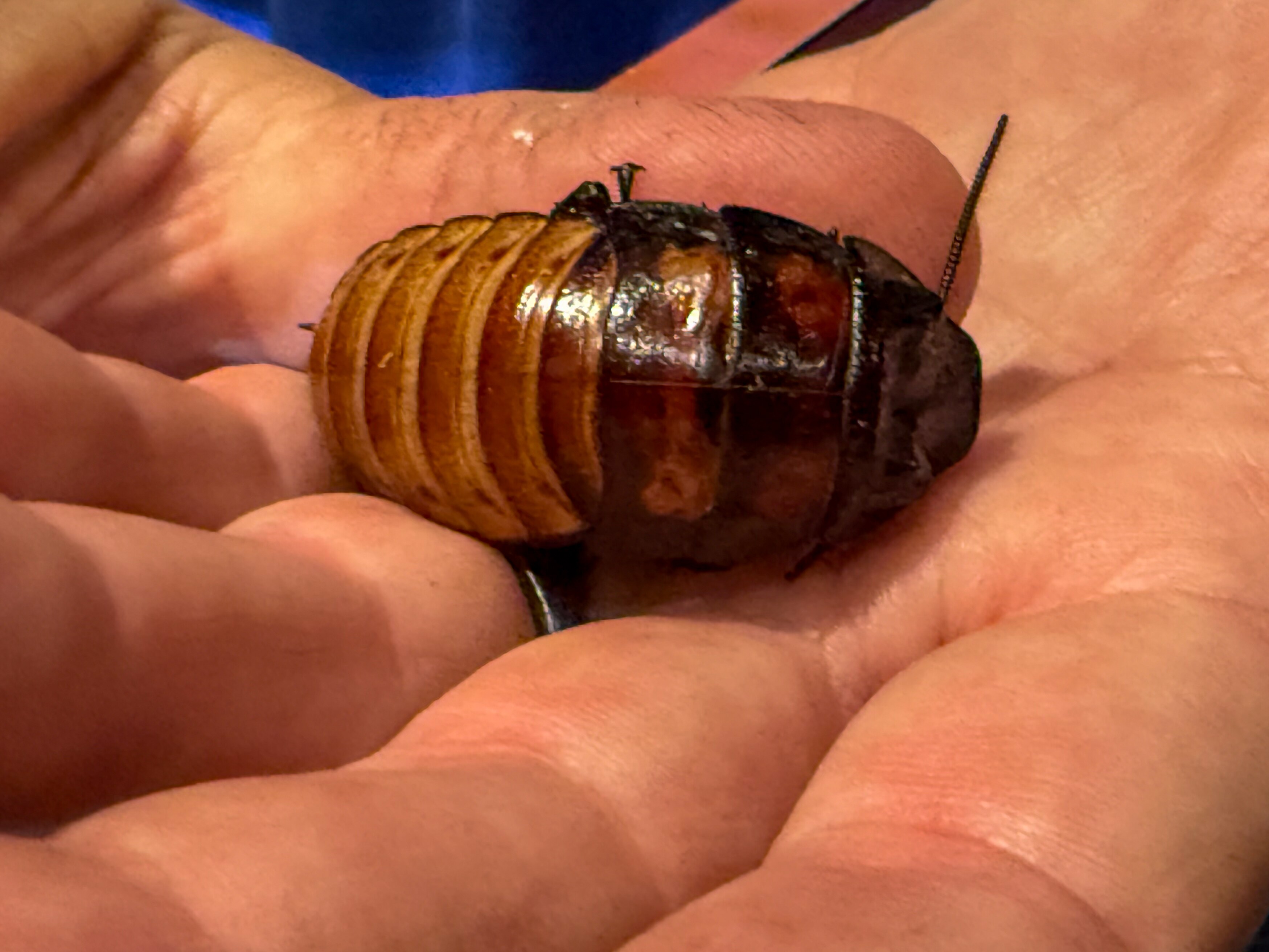 Docile, distinctive and easy to handle, the Madagascar hissing cockroach is a favourite in Hollywood. (Sonia Nazareth)
