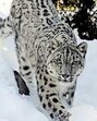 The Tsarap Chu Conservation Reserve falls among the high-density habitats of snow leopard within Himachal Pradesh. (Sourced) The Tsarap Chu Conservation Reserve falls among the high-density habitats of snow leopard within Himachal Pradesh. (Sourced)