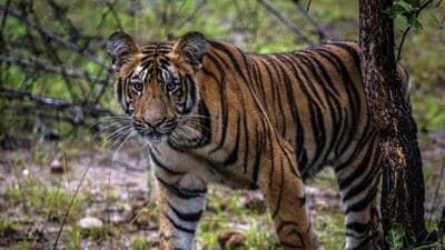 FILE -- A tiger cub in the Tadoba Andhari Tiger Reserve, near Chandrapur, in the Indian state of Maharashtra, Sept. 6, 2018. A tigress believed to have killed 13 people was shot dead there on Nov. 2, 2018. Days after the tiger was shot dead, a backlash was underway, with politicians and animal rights advocates denouncing the killing and a senior government minister threatening legal action against people involved in the hunt. (Bryan Denton/The New York Times) (NYT) FILE -- A tiger cub in the Tadoba Andhari Tiger Reserve, near Chandrapur, in the Indian state of Maharashtra, Sept. 6, 2018. A tigress believed to have killed 13 people was shot dead there on Nov. 2, 2018. Days after the tiger was shot dead, a backlash was underway, with politicians and animal rights advocates denouncing the killing and a senior government minister threatening legal action against people involved in the hunt. (Bryan Denton/The New York Times) (NYT)