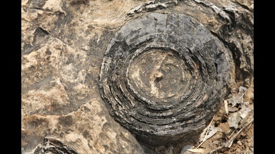 Salkhan fossil park in Sonbhadra (file) Salkhan fossil park in Sonbhadra (file)
