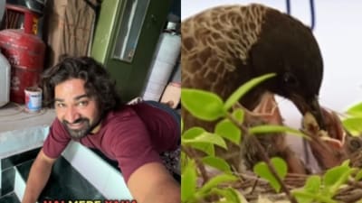 A heartwarming video of a mother bird feeding her babies went viral. (Instagram/makclickz) A heartwarming video of a mother bird feeding her babies went viral. (Instagram/makclickz)