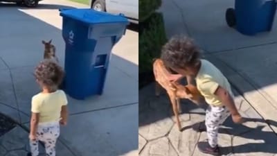 A video of a toddler gently petting a baby deer went viral. (X/@AMAZlNGNATURE) A video of a toddler gently petting a baby deer went viral. (X/@AMAZlNGNATURE)