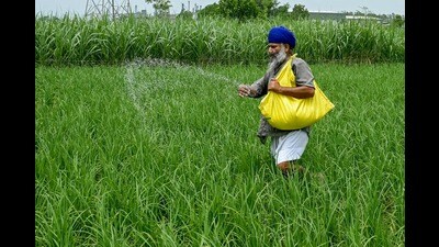 A farmer sprinkles fertiliser over crops at a rice field on the outskirts of Amritsar on July 23, 2024.) (AFP) A farmer sprinkles fertiliser over crops at a rice field on the outskirts of Amritsar on July 23, 2024.) (AFP)