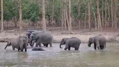 Elephants were seen encircling their young calves in waters in a viral video, showcasing their protective nature. (X/@skumarias02) Elephants were seen encircling their young calves in waters in a viral video, showcasing their protective nature. (X/@skumarias02)
