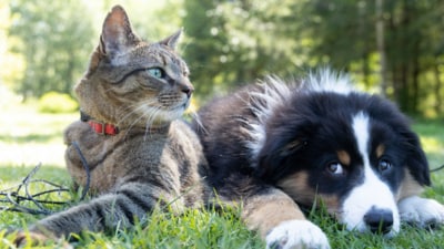 The 12-acre sanctuary is a refuge for abandoned or abused animals. The 12-acre sanctuary is a refuge for abandoned or abused animals.