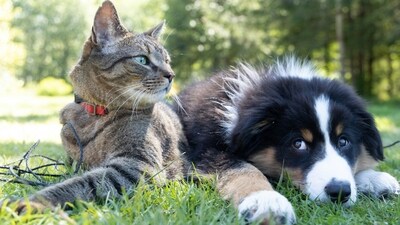 The summer heat can pose serious health risks for our furry companions. (Photo by Andrew S on Unsplash) The summer heat can pose serious health risks for our furry companions. (Photo by Andrew S on Unsplash)