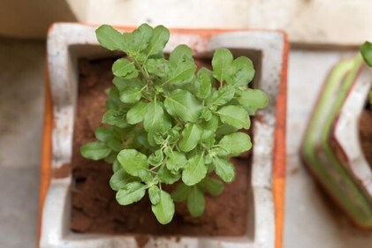 The tulsi plant is effective for different ailments, is an analgesic, and has antioxidant properties. (Shutterstock) The tulsi plant is effective for different ailments, is an analgesic, and has antioxidant properties. (Shutterstock)