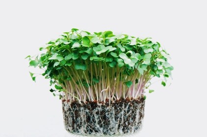 Lower risk of heart disease: Microgreens contain polyphenols, a class of antioxidants linked to a lower risk of heart disease. (Unsplash) Lower risk of heart disease: Microgreens contain polyphenols, a class of antioxidants linked to a lower risk of heart disease. (Unsplash)