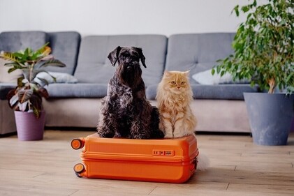 Take care of your pets in summer. (Shutterstock) Take care of your pets in summer. (Shutterstock)