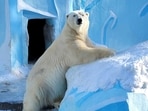 Polar_Bear