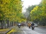 Amaltas flowering makes a yellow meadow during sudden thunder Strom at Palam Airport Road In New Delhi Amaltas flowering makes a yellow meadow during sudden thunder Strom at Palam Airport Road In New Delhi