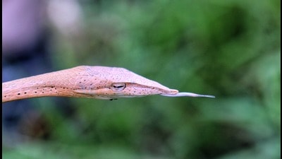Long-snouted vine snake discovered in Kishanpur sanctuary on Monday. (Vipin Kapoor Sainy) Long-snouted vine snake discovered in Kishanpur sanctuary on Monday. (Vipin Kapoor Sainy)