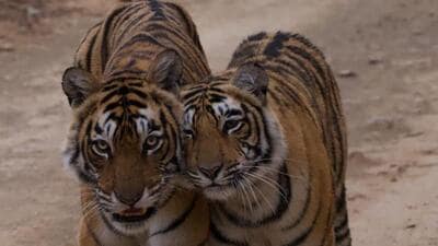 Tigress ArrowHead with one of her cub at Ranthambore Tiger Reserve (RTR). (HT file photo) Tigress ArrowHead with one of her cub at Ranthambore Tiger Reserve (RTR). (HT file photo)