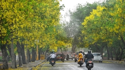 Amaltas flowering makes a yellow meadow during sudden thunder Strom at Palam Airport Road In New Delhi (HT photo/ Vipin Kumar) Amaltas flowering makes a yellow meadow during sudden thunder Strom at Palam Airport Road In New Delhi (HT photo/ Vipin Kumar)