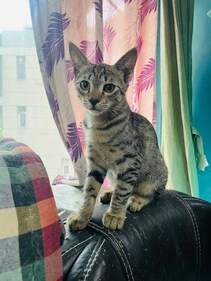 Jai is a five months old kitten.