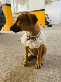 Twinkle is a 25-day-old Indie puppy.