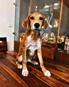 Honey is a five-month-old rescue puppy.