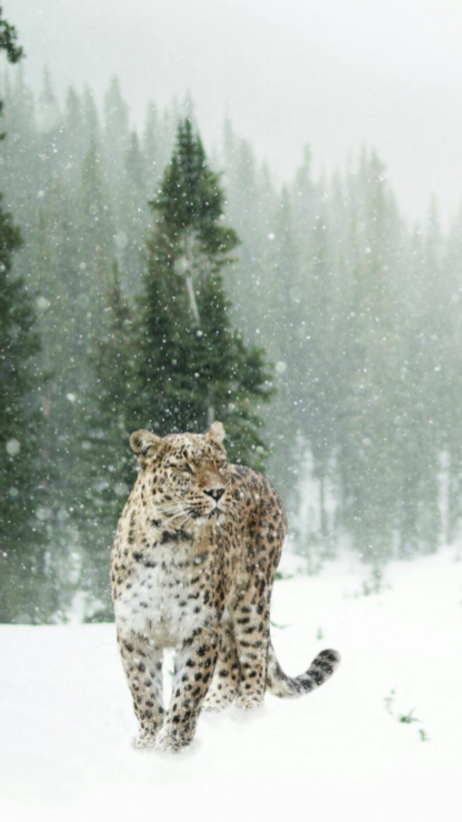 Animals that thrive in cold climates | Hindustan Times