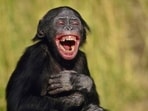 chimapnzeelaugh