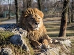 A 50-year-old Iraqi man was mauled and partially devoured by his pet lion days after purchasing it. A 50-year-old Iraqi man was mauled and partially devoured by his pet lion days after purchasing it.