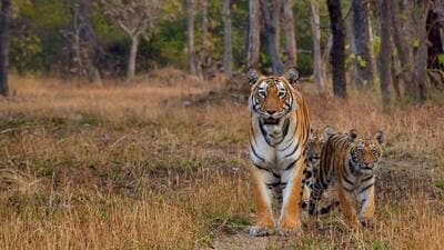 Mumbai, Indai - July 19, 2020: The construction of the Chandrapur greenfield airport has hit a hurdle after the nodal officer of the Maharashtra forest department stalled clearances for the project recently over concerns for the tiger population in the area. The area is part of a tiger corridor identified by the Wildlife Institute of India (WII), Dehradun. (Photo : WII Dehradun) Mumbai, Indai - July 19, 2020: The construction of the Chandrapur greenfield airport has hit a hurdle after the nodal officer of the Maharashtra forest department stalled clearances for the project recently over concerns for the tiger population in the area. The area is part of a tiger corridor identified by the Wildlife Institute of India (WII), Dehradun. (Photo : WII Dehradun)