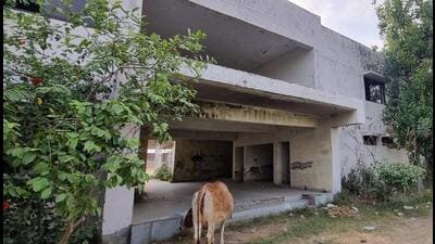 Stray cattle loitering on the shooting range campus. (HT Photo) Stray cattle loitering on the shooting range campus. (HT Photo)