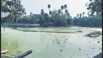 The Roshanara Lake. When the lake was rejuvenated, the government announced plans for boating and a lakeside café, calling it a model for revival. But even before the project’s second phase could begin, signs of decay have returned with alarming speed. (HT PHOTO) The Roshanara Lake. When the lake was rejuvenated, the government announced plans for boating and a lakeside café, calling it a model for revival. But even before the project’s second phase could begin, signs of decay have returned with alarming speed. (HT PHOTO)