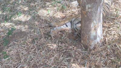 The cub will be kept in an enclosure at RTR until a decision is taken by the state government. (HT sourced photo) The cub will be kept in an enclosure at RTR until a decision is taken by the state government. (HT sourced photo)