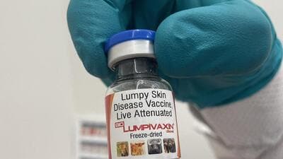 The vaccine— Biolumpivaxin— was launched during the Livestock Prosperity Conclave in Vijayawada. (File photo) The vaccine— Biolumpivaxin— was launched during the Livestock Prosperity Conclave in Vijayawada. (File photo)