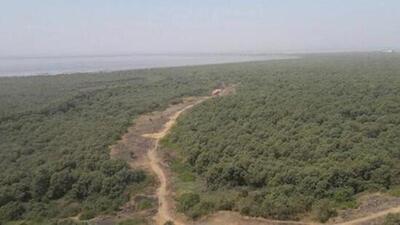 Until now, the number of trees planted were counted after physically visiting the sites (File Photo) Until now, the number of trees planted were counted after physically visiting the sites (File Photo)