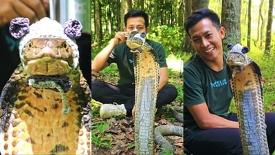 Sahabat Alam shared a video of a king cobra. Sahabat Alam shared a video of a king cobra.