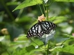 The butterfly movement is part of the annual migration of the blue tiger (Tirumala limniace). (Representational Image)