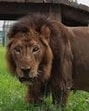 The death comes eight days after a tigress died at the Gorakhpur zoo. Her samples had tested positive for bird flu. (Sourced)