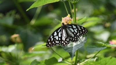 The butterfly movement is part of the annual migration of the blue tiger (Tirumala limniace). (Representational Image)