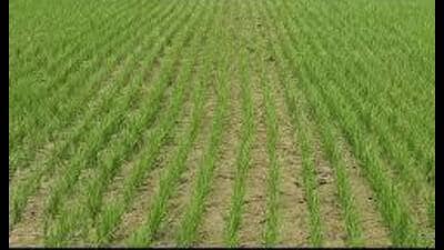 Direct seeding of rice is a cultivation method where paddy seeds are planted directly into the soil, eliminating the need for nursery growth and transplanting, which require fully watered conditions. (HT File) Direct seeding of rice is a cultivation method where paddy seeds are planted directly into the soil, eliminating the need for nursery growth and transplanting, which require fully watered conditions. (HT File)