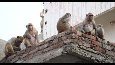 Monkeys atop buildings in Jhunsi. (HT) Monkeys atop buildings in Jhunsi. (HT)