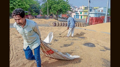 Out of the total, 72.90 lakh metric tonnes have been purchased for the centre and 2.05 lakh metric tonnes for the public distribution system, officials said (File) Out of the total, 72.90 lakh metric tonnes have been purchased for the centre and 2.05 lakh metric tonnes for the public distribution system, officials said (File)