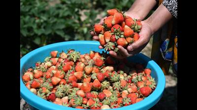 The annual strawberry production in Kashmir is more than 2,500 to 3,500 metric tonnes and the growers earn more than ₹20 to 30 crore as the fruit is grown over more than 300 to 350 hectares of land. (Waseem Andrabi/HT) The annual strawberry production in Kashmir is more than 2,500 to 3,500 metric tonnes and the growers earn more than ₹20 to 30 crore as the fruit is grown over more than 300 to 350 hectares of land. (Waseem Andrabi/HT)