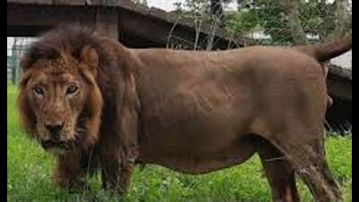 The death comes eight days after a tigress died at the Gorakhpur zoo. Her samples had tested positive for bird flu. (Sourced) The death comes eight days after a tigress died at the Gorakhpur zoo. Her samples had tested positive for bird flu. (Sourced)
