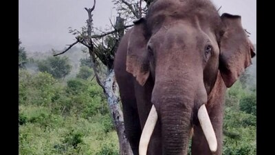 The region supports a thriving population of mammals, birds, reptiles, insects, and aquatic life, making it a vital example of ecological richness and stability (FOR REPRESENTATION)
