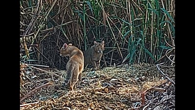 Wild cats pair spotted near Sangu Dhaun village in Muktsar.