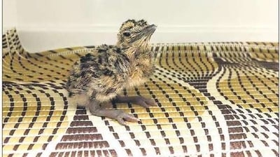Captive breeding has emerged as a possible way to combat (or at least defer), the imminent extinction of the Great Indian Bustard. (HT photo)
