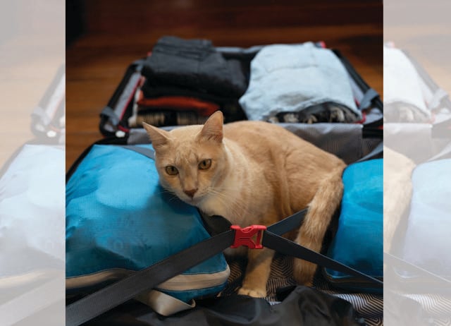 Extra baggage you don’t need: All the makeup you own, or an extra pair of heels. (ADOBE STOCK) Extra baggage you don’t need: All the makeup you own, or an extra pair of heels. (ADOBE STOCK)