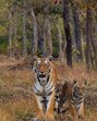 Officials say tiger reserves hardly feel the impact of bird flu as wild animals here are far from human contact or reach. (REPRESENTATIVE IMAGE)