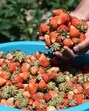 The annual strawberry production in Kashmir is more than 2,500 to 3,500 metric tonnes and the growers earn more than <span class='webrupee'>₹</span>20 to 30 crore as the fruit is grown over more than 300 to 350 hectares of land. (Waseem Andrabi/HT) The annual strawberry production in Kashmir is more than 2,500 to 3,500 metric tonnes and the growers earn more than <span class='webrupee'>₹</span>20 to 30 crore as the fruit is grown over more than 300 to 350 hectares of land. (Waseem Andrabi/HT)